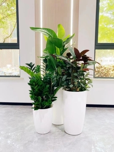 余姚植物租赁专业，绿植焕新办公空间